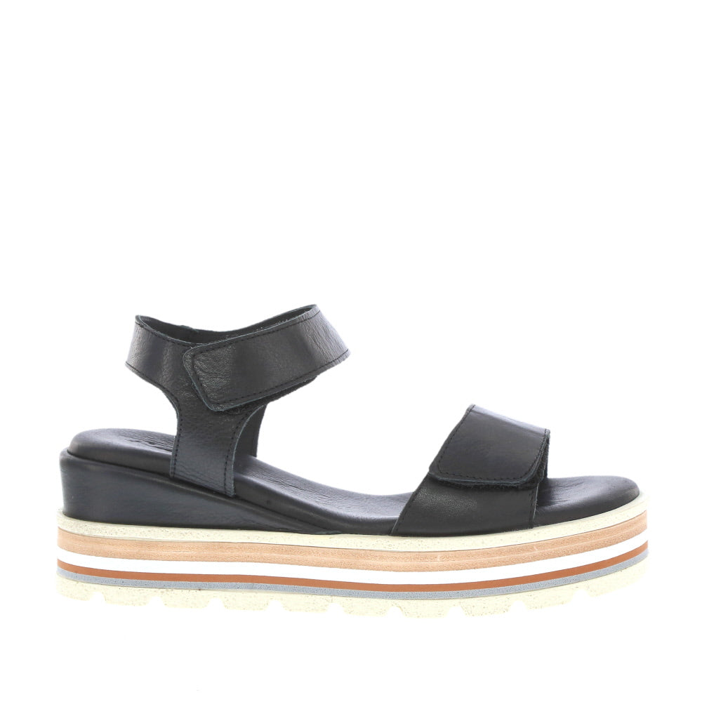 Thyme 'Tidal' / Black