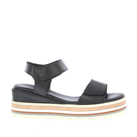 Thyme 'Tidal' / Black
