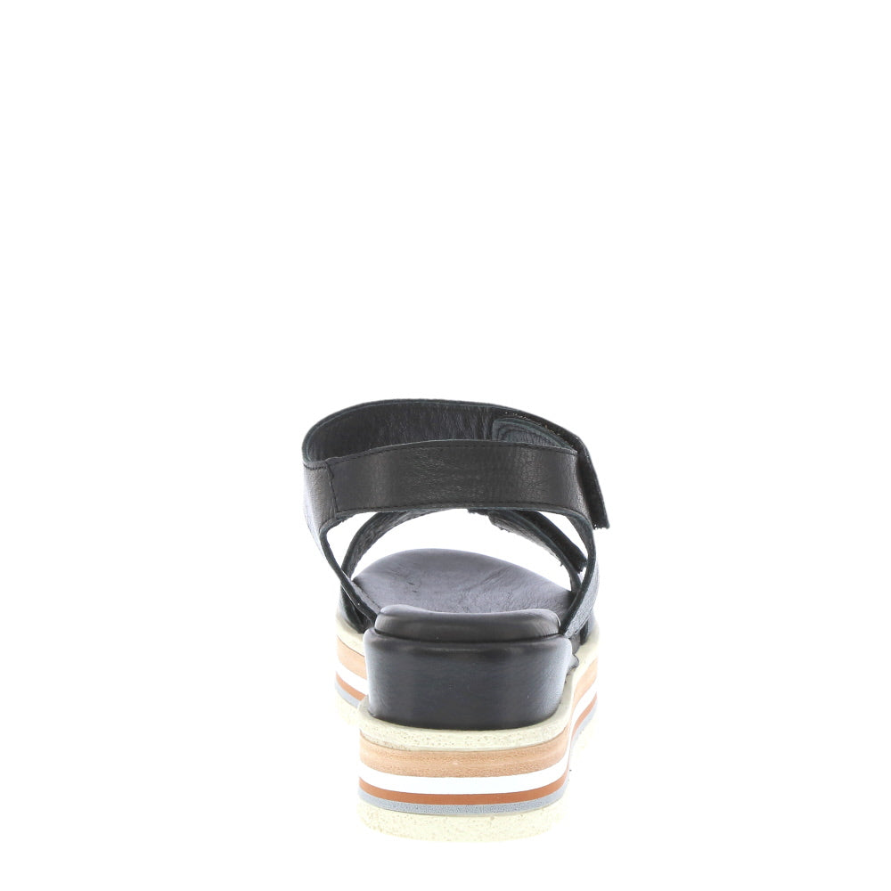 Thyme 'Tidal' / Black