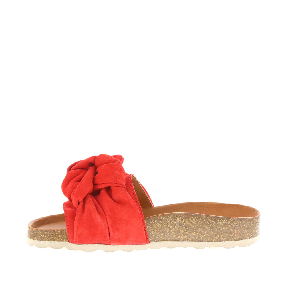 Verbenas 'Roxy' / Fuego