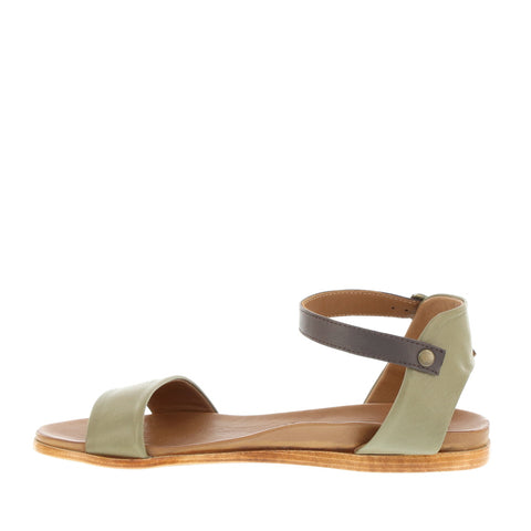 Bueno 'Stella' / Brook/Brown Toledo