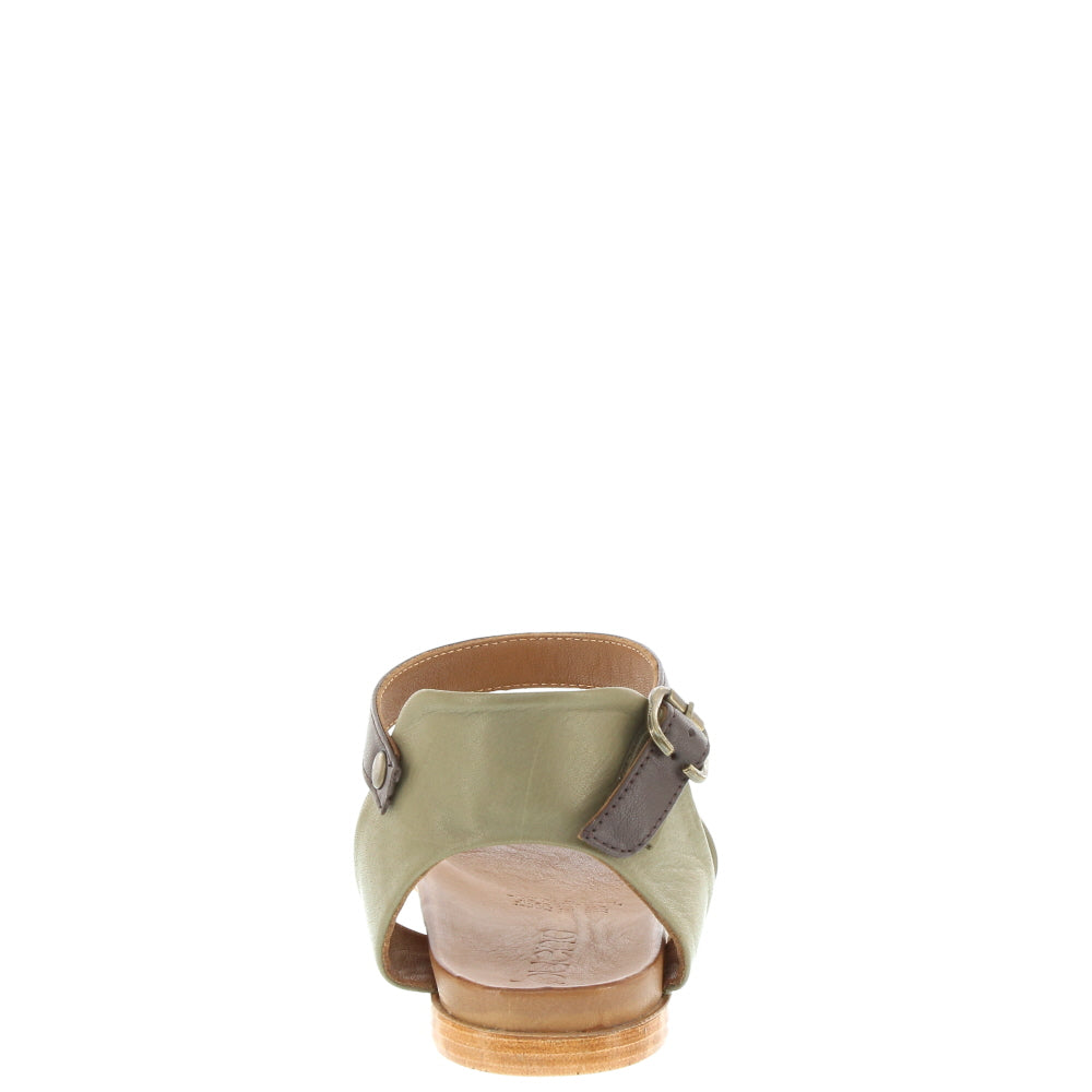 Bueno 'Stella' / Brook/Brown Toledo