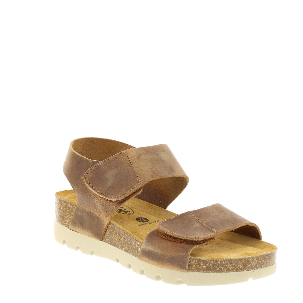 Plakton '355887' / Roble